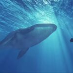 गोताखोरी हुई खतरनाक: किलर व्हेल के साथ आदमी के तैरने पर ओमान ने दी चेतावनी