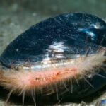 यह समुद्री जीव 500 से अधिक वर्षों तक अटलांटिक महासागर के नीचे जीवित रहा