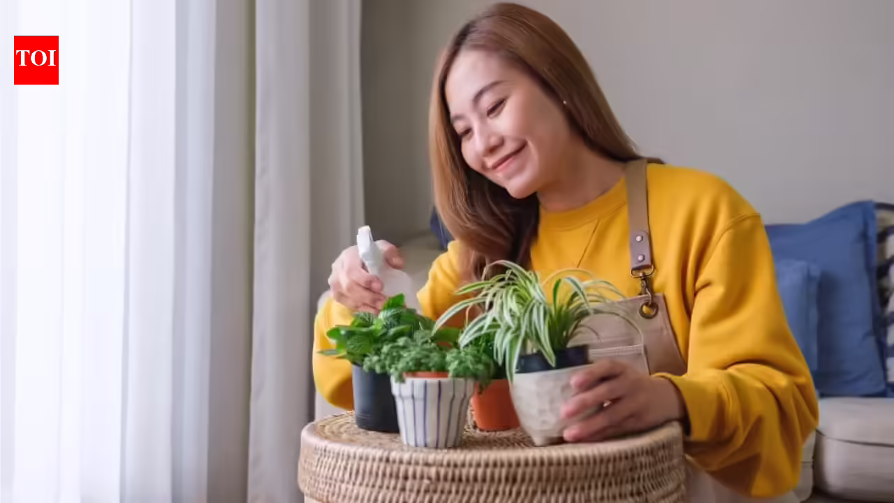 क्या आप अपने इनडोर पौधों को जीवित रखने के लिए संघर्ष कर रहे हैं? 5 घरेलू पौधे जो न्यूनतम देखभाल से पनपते हैं