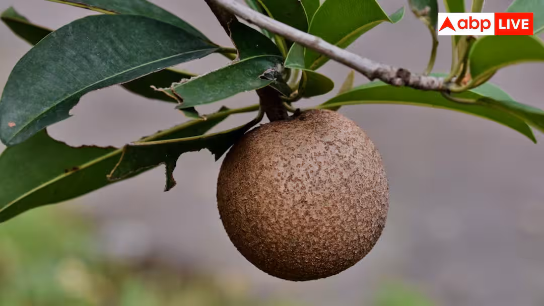 Chikoo Farming: अपने खेत में कैसे कर सकते हैं चीकू की खेती, हर साल होगी लाखों की कमाई? 