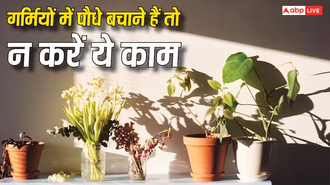 चिलचिलाती गर्मी से झुलस रहे हैं आपके पौधे? तो आज ही अपनाएं ये देसी जुगाड़