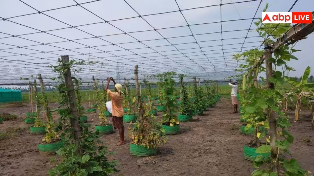 अपने खेत में कैसे कर सकते हैं मल्टी लेयर फार्मिंग, एक ही खेत में होती हैं चार-चार फसलें