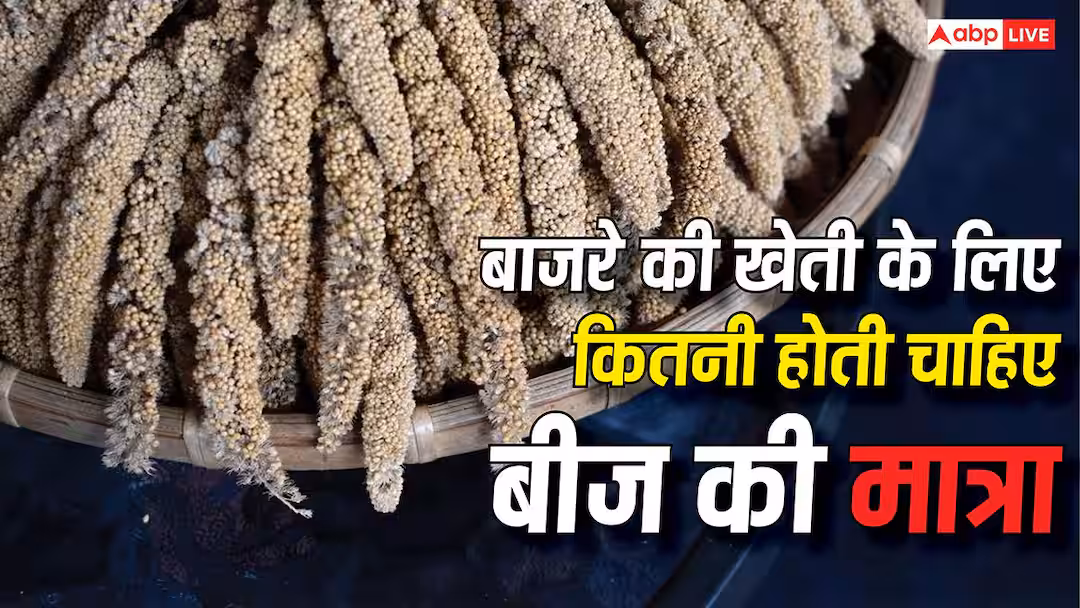 Pearl Millet farming: बाजरे की खेती के लिए कितनी होती चाहिए बीज की मात्रा, क्या है 1 हेक्टेयर का हिसाब-किताब?