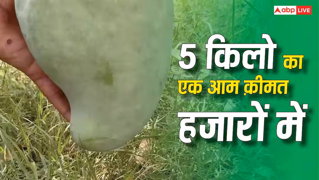 हाथ में नहीं आएगा ये आम, इस किसान ने बाग में उगाया 5 किलो का मैंगो; कीमत 3000 रुपये