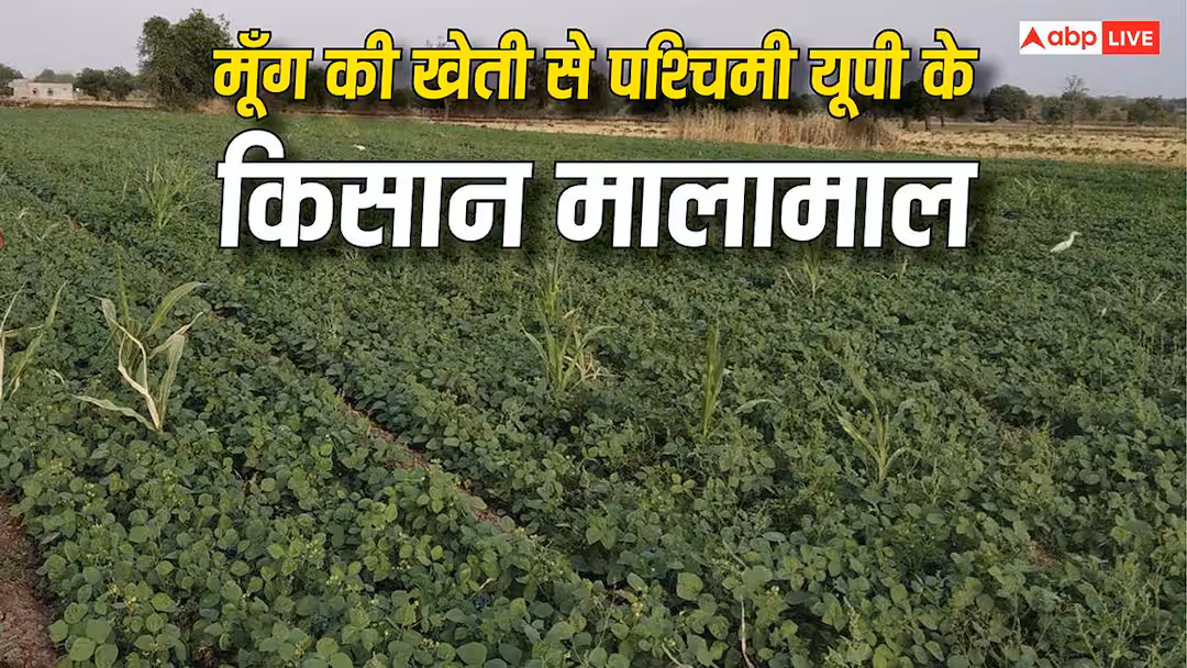 कैसे वेस्टर्न यूपी के किसानों की पहली पसंद बन रही है मूंग, कम लागत में होता है तगड़ा मुनाफा