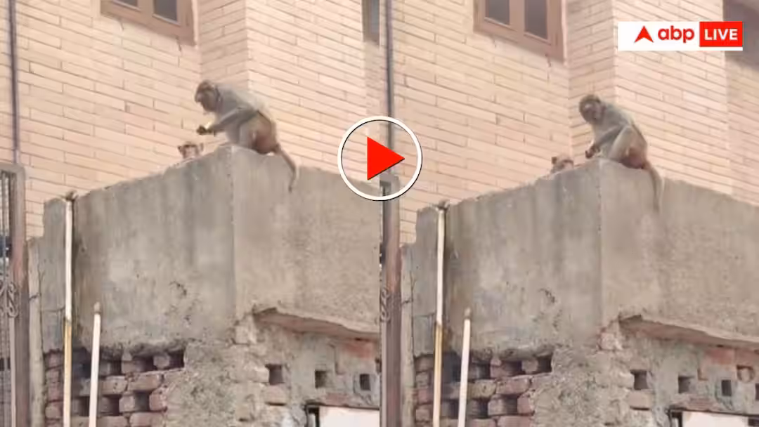 Video: ‘इस हाथ दे उस हाथ ले’ फोन छीनकर भागा बंदर तो शख्स ने यूं कि मोंकेश भाई से डील- वीडियो वायरल