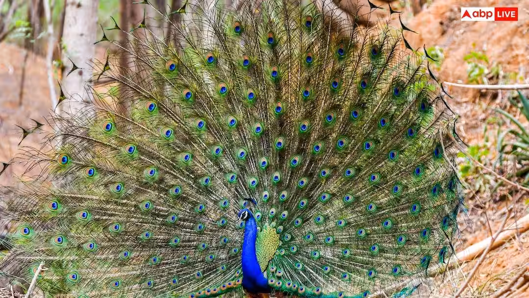 Peacock Dance: आखिर बारिश में ही क्यों नाचता है मोर, वजह जानकर नहीं होगा यकीन?