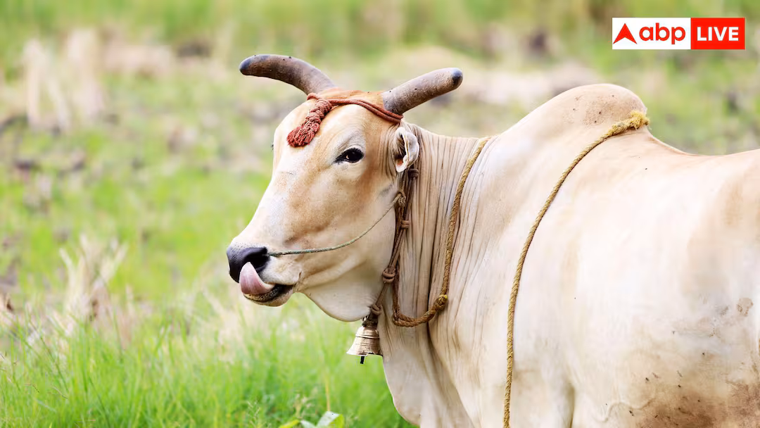Sahiwal Cow: कितने रुपये में आती है एक सालीवाल गाय? 300 दिन में देती है 3000 लीटर दूध 