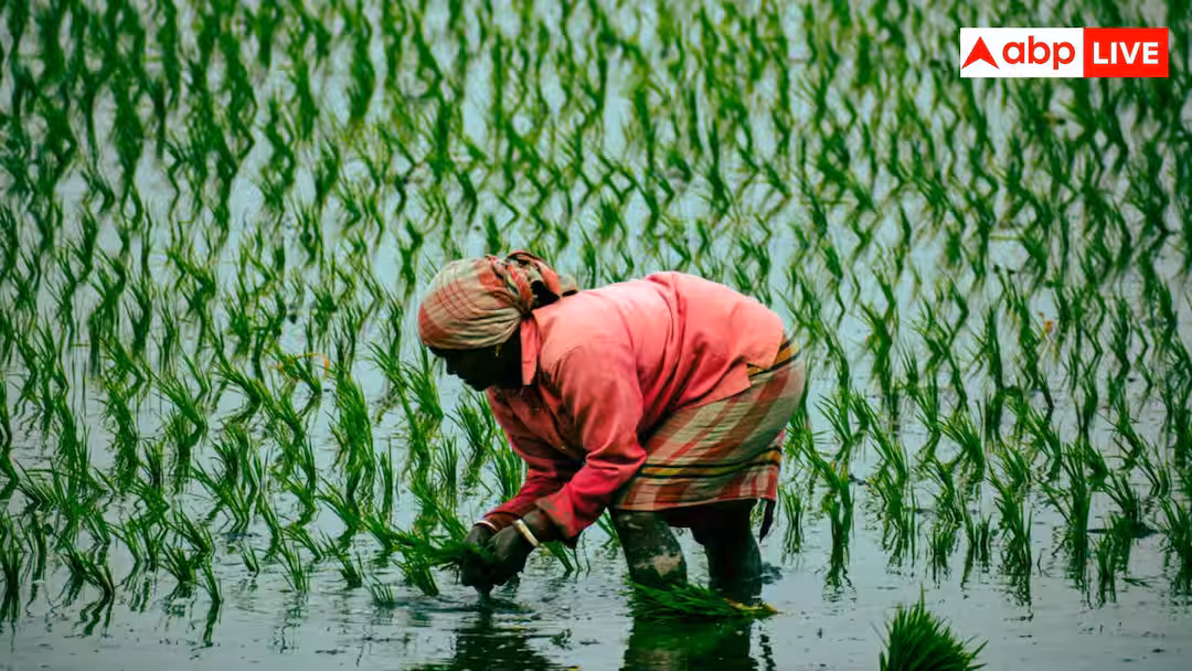 Rice Farming: धान की खेती में ये गलती पड़ सकती है भारी, एक्सपर्ट ने दी चेतावनी
