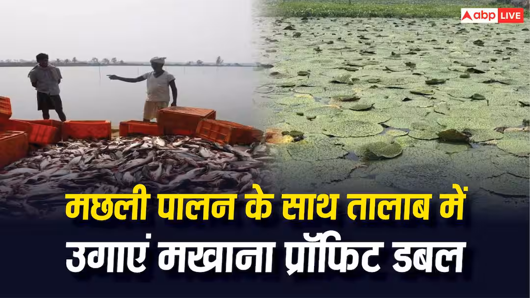मखाना और मछली पालन बना किसानों के लिए फायदे का सौदा, एक तालाब से बढ़ी कमाई