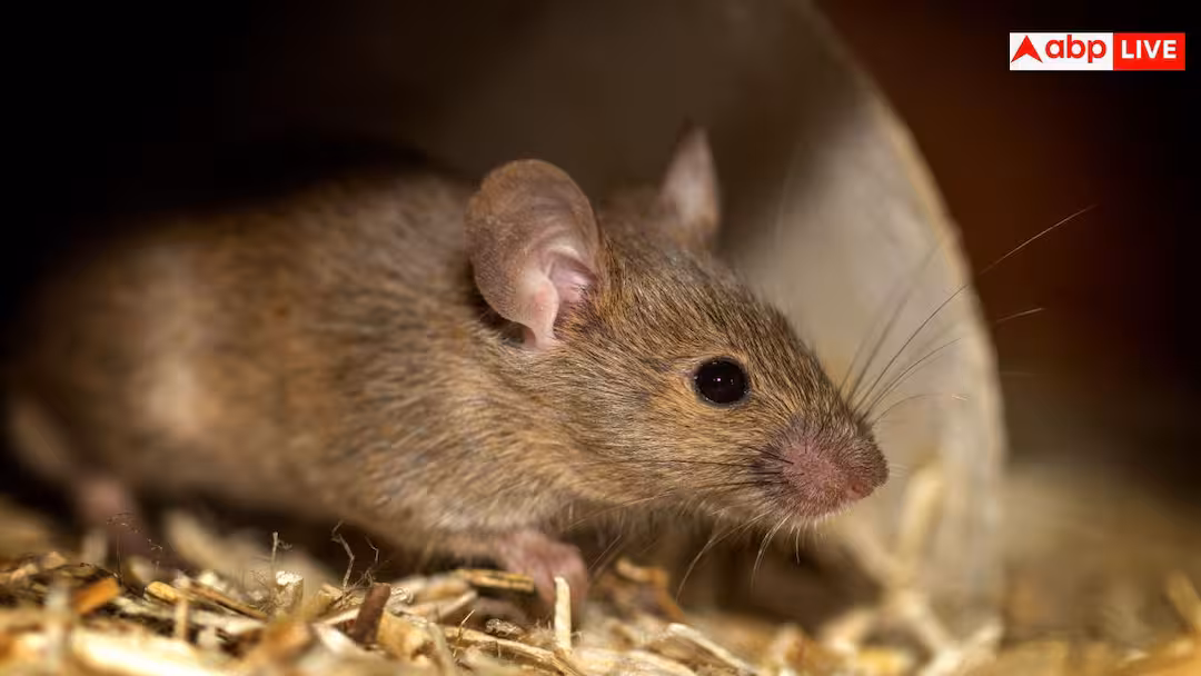 Rats In House: क्या चूहों ने कर दिया है नाक में दम? देखें बिना जहर के घर से बाहर खदेड़ने की जादुई ट्रिक