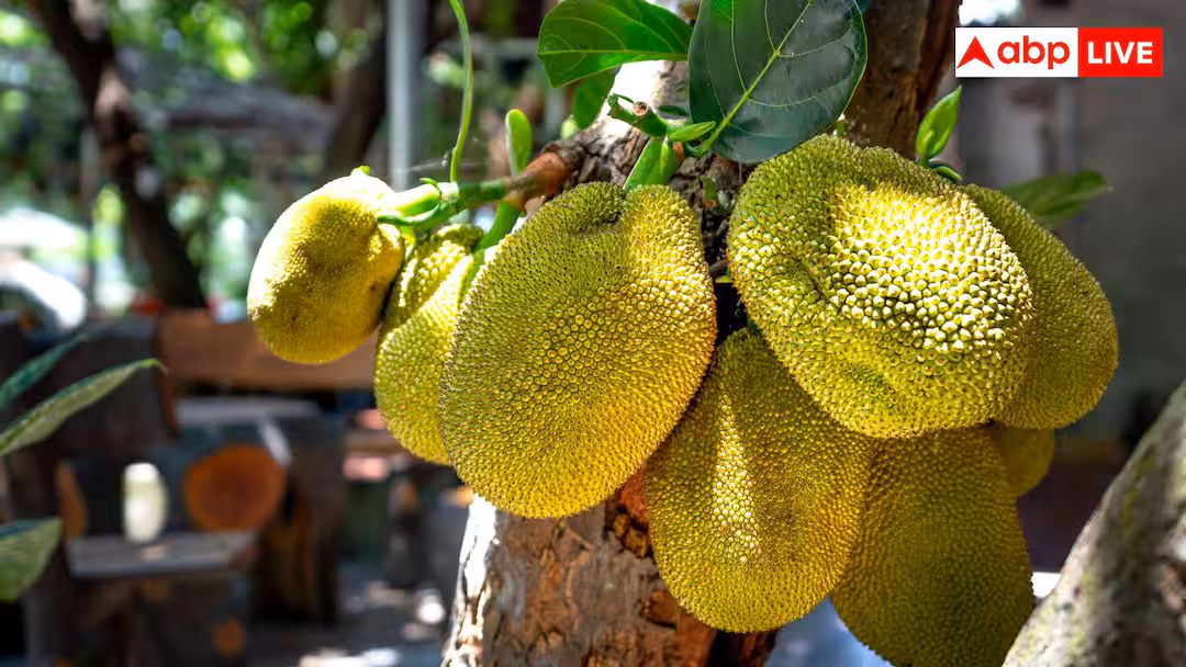 Jackfruit Farming Profit: सर्दी में मोटा मुनाफा कराती है गर्मी की यह फसल, जानें कमाई की टेक्निक