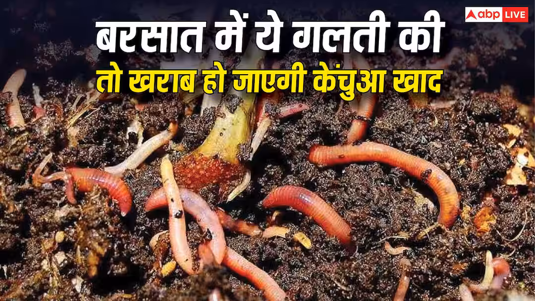 मानसून की एक गलती और बर्बाद हो जाएगा केंचुआ खाद का बिजनेस, ऐसे बचाएं अपनी लागत