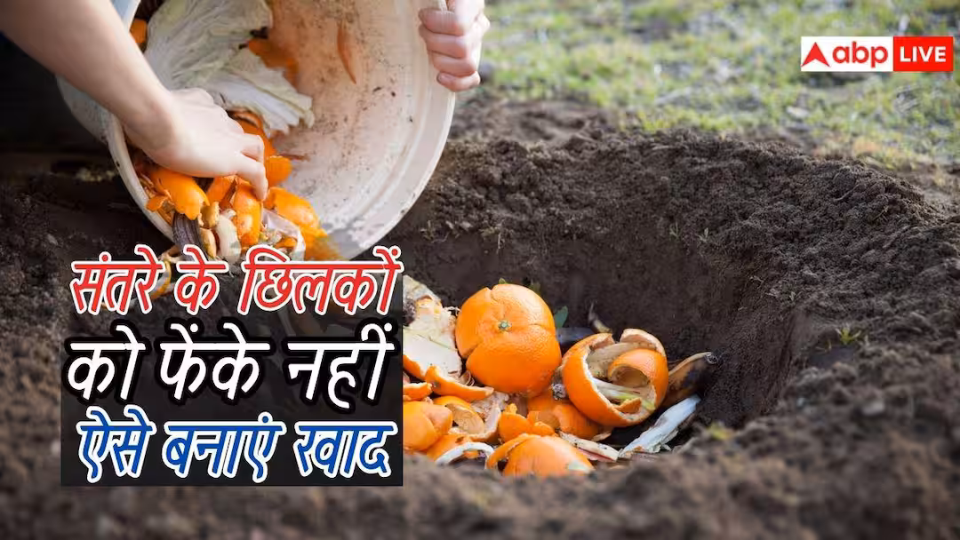 संतरे के छिलके फेंकने की भूल मत करें, उनसे ऐसे बनाएं पौधों के लिए कीमती जैविक खाद