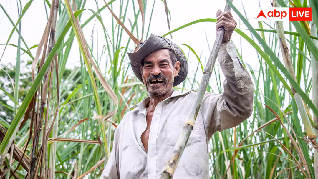 Sugarcane Pest Control: सिर्फ 100 रुपये होंगे खर्च और गन्ने में नहीं लगेगा कीड़ा, उपज भी बढ़ा देगी यह ट्रिक 
