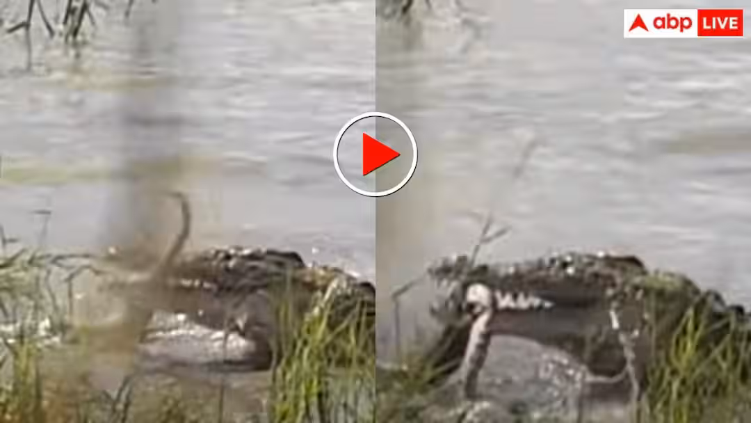 Video: पानी में रहकर मगरमच्छ से बैर! जबड़ों में दबोचकर अजगर को जिंदा चबा गया खूंखार दरिंदा